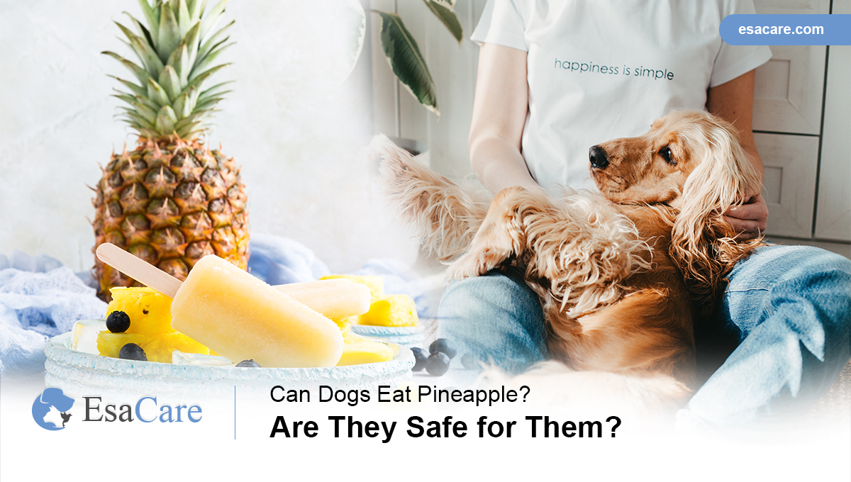 Can dog eat pineapple