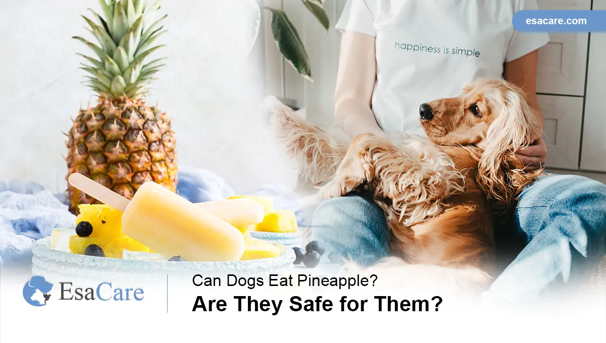 are dogs allowed to eat pineapple