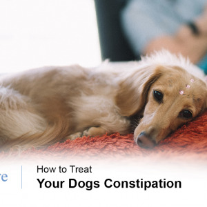 Dogs Constipation