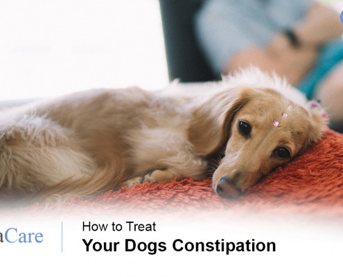 Dogs Constipation