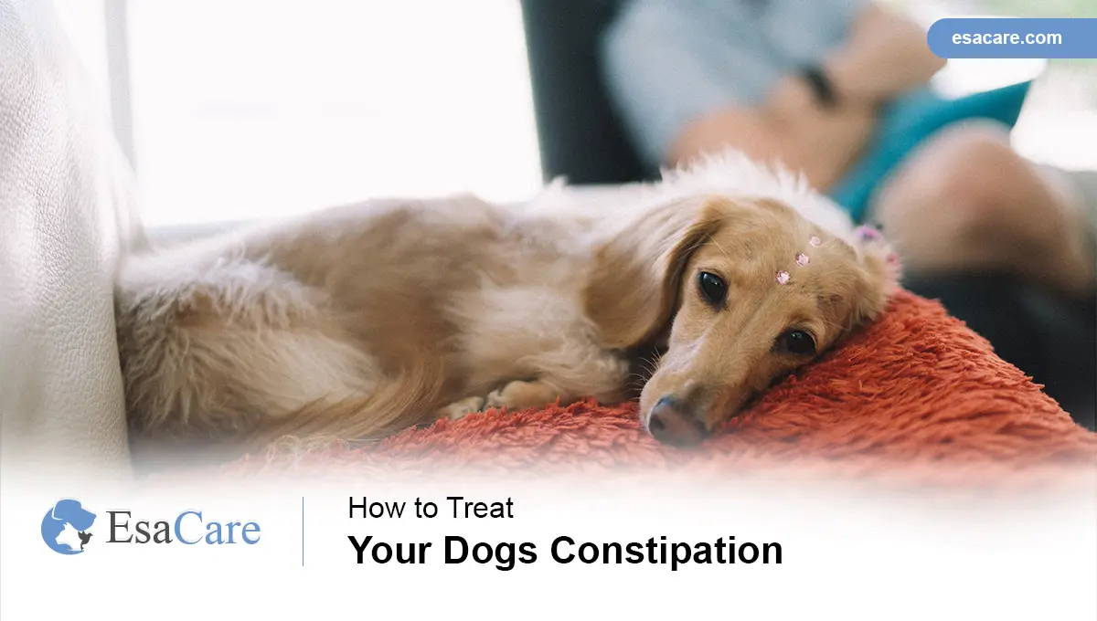 How to solve dog 2024 constipation