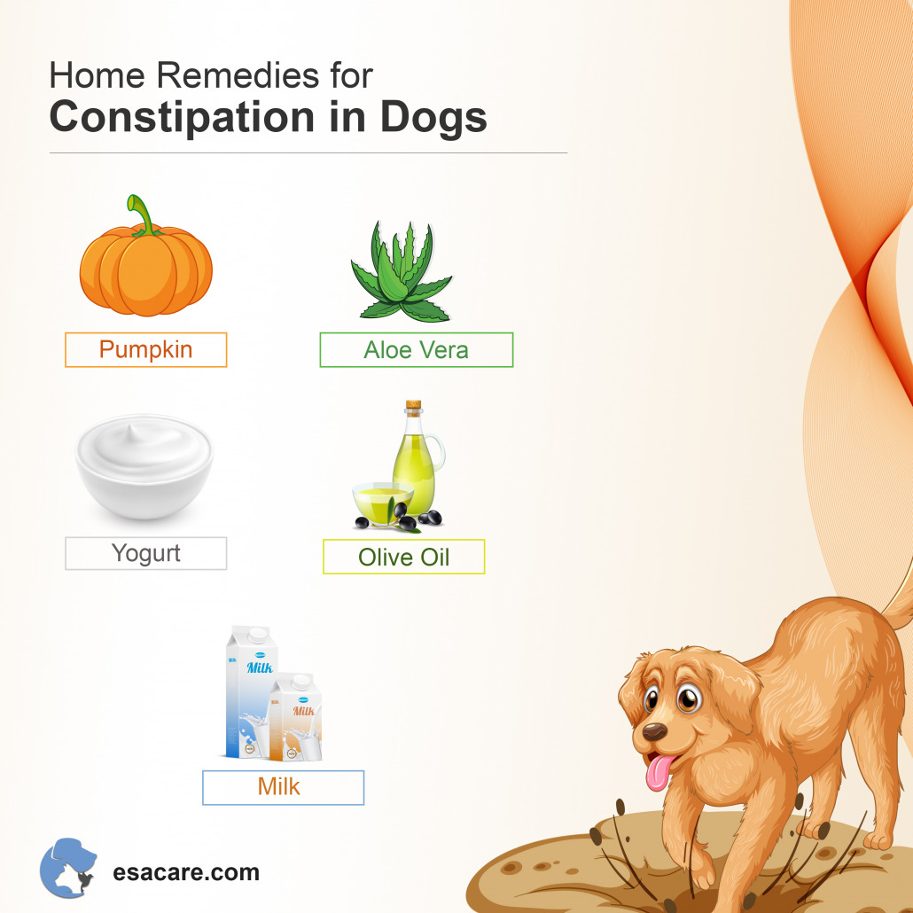 how to naturally treat a constipated dog