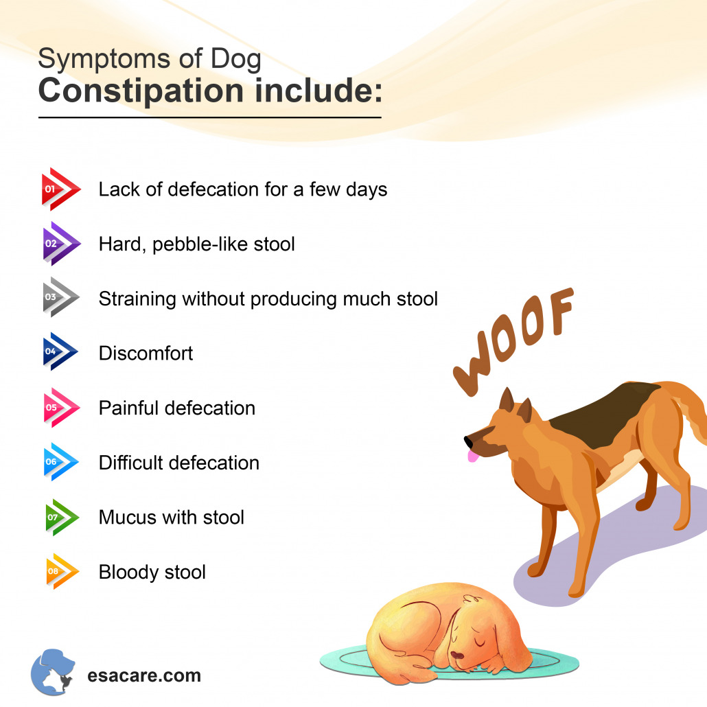 how-to-treat-your-dog-s-constipation-esa-care