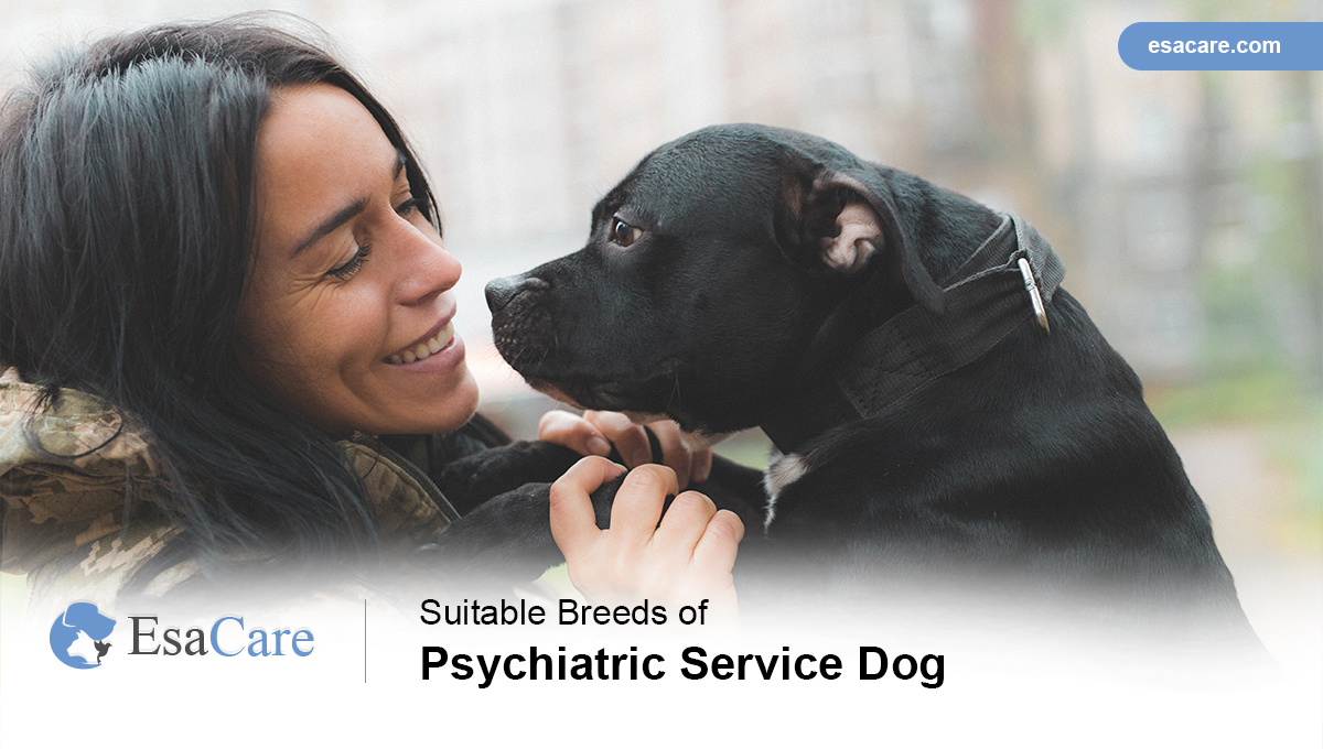 Psychiatric Service Dog