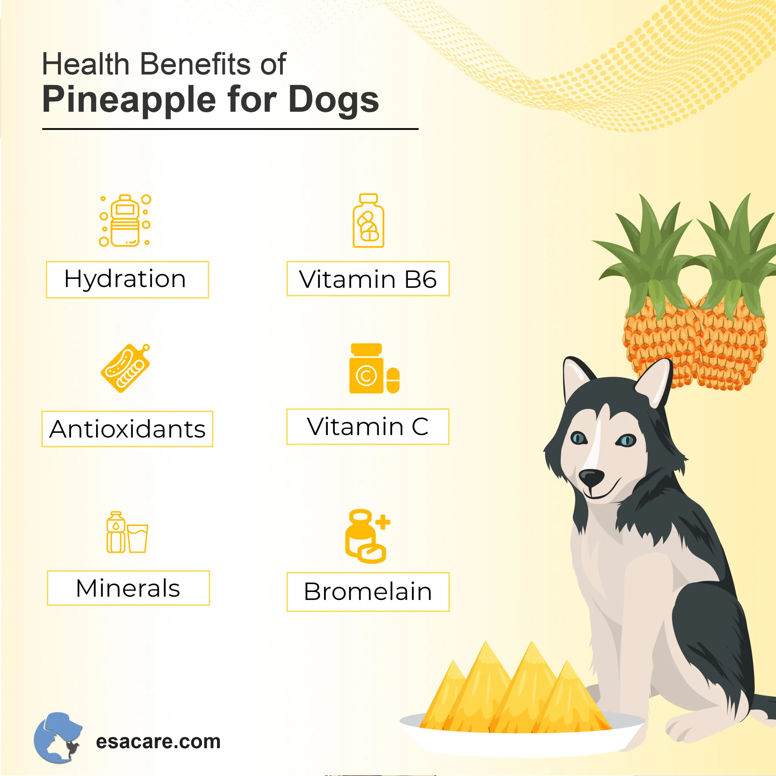 Can Dogs Eat Pineapple Are They Safe for Them ESA Care