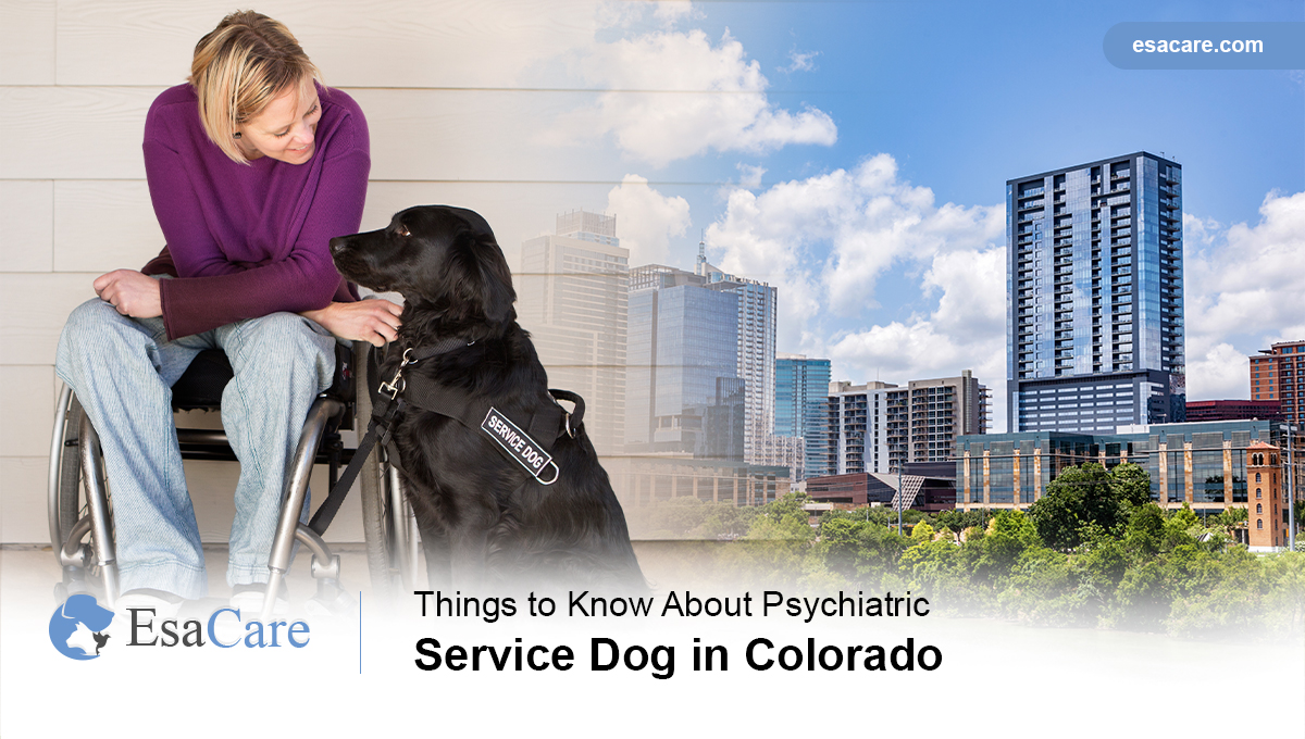 Psychiatric Service Dog in Colorado
