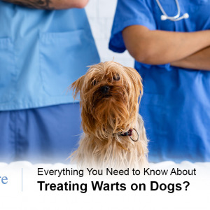 Treating Warts on Dogs