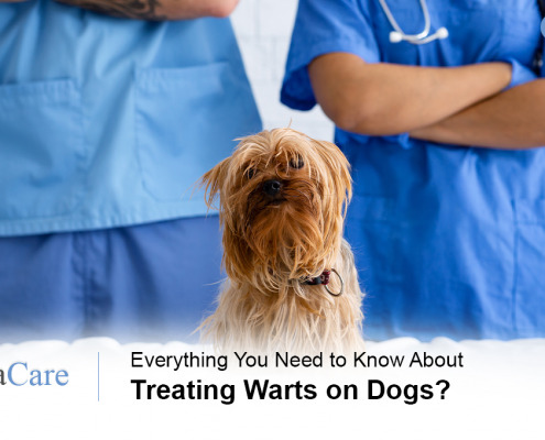 Treating Warts on Dogs