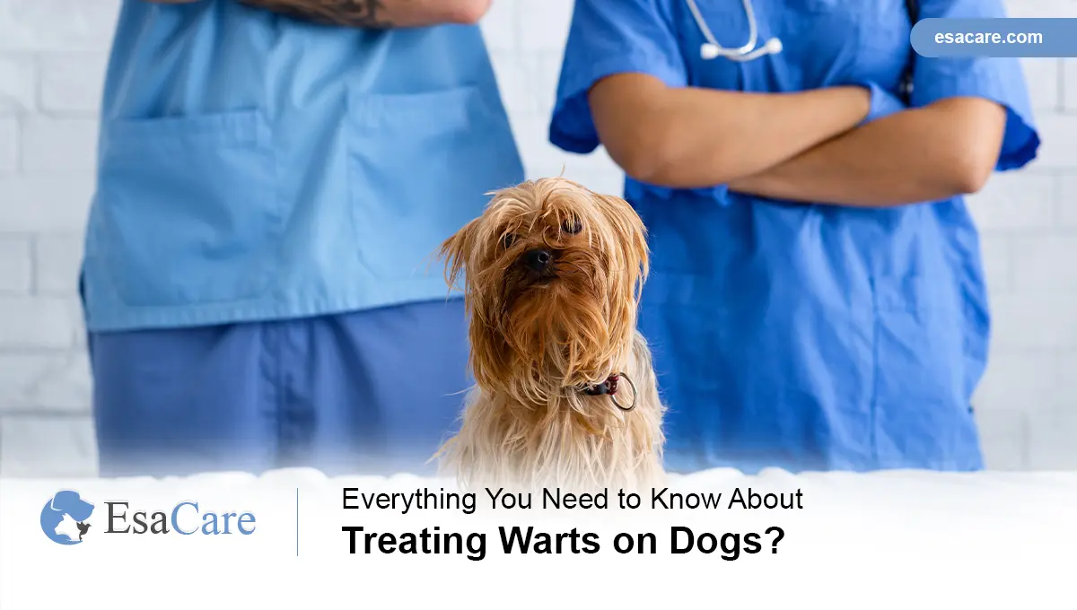 removal of warts on dogs