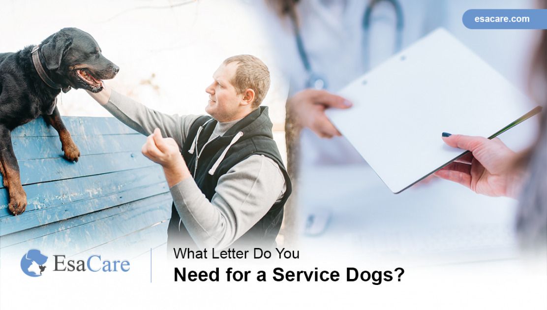 What Letter Do You Need for Service Dogs? ESA Care
