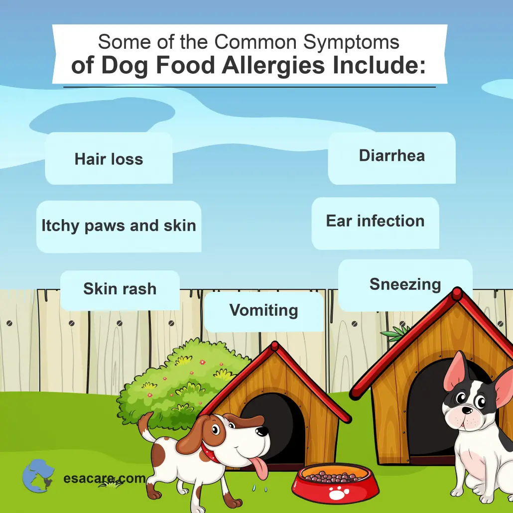 7 Best Hypoallergenic Dog Foods Feeding Advice ESA Care