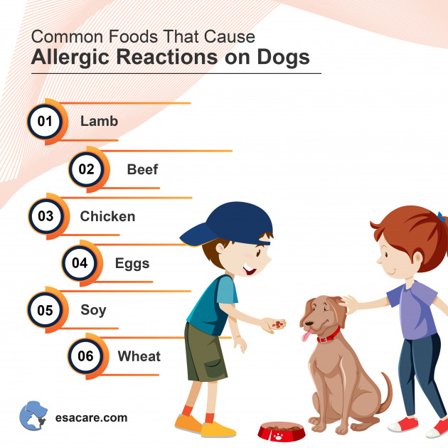 7 Best Hypoallergenic Dog Foods Feeding Advice ESA Care