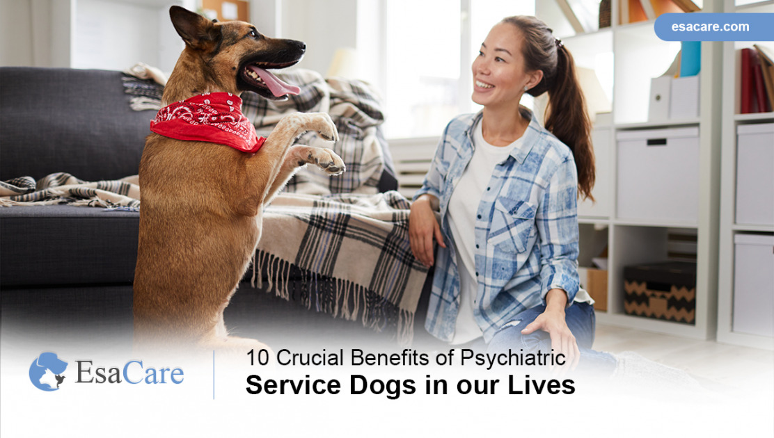 10 Crucial Benefits of Psychiatric Service Dogs in Our Lives ESA Care