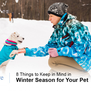 winter pet safety tips