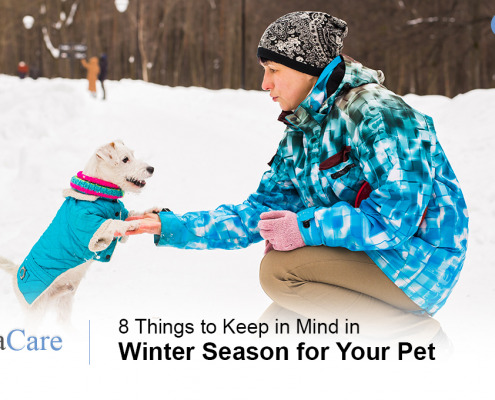 winter pet safety tips