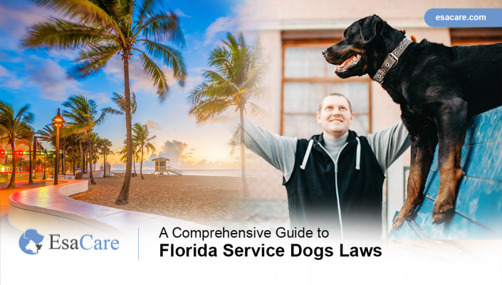 a-comprehensive-guide-to-florida-service-dogs-laws-esa-care