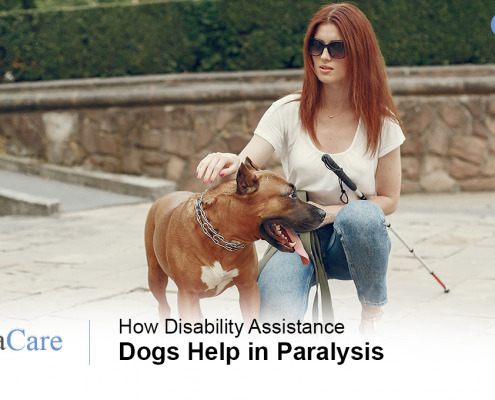 Disability assistance dogs