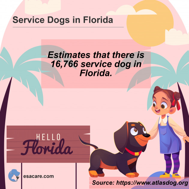 A Comprehensive Guide To Florida Service Dogs Laws - ESA Care