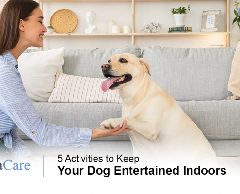 Dog Entertained Indoors