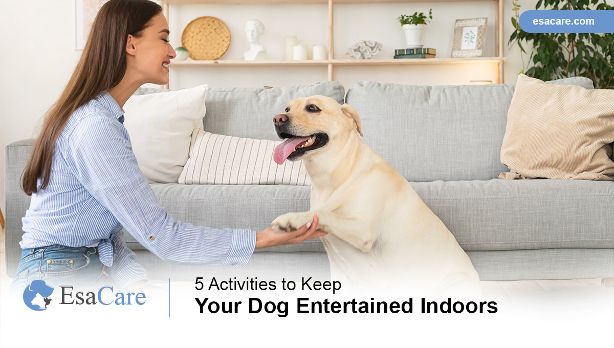 Dog Entertained Indoors