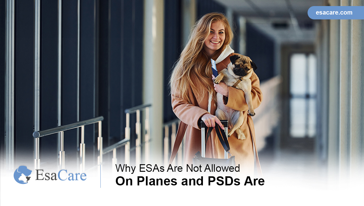 airlines allow emotional support animals