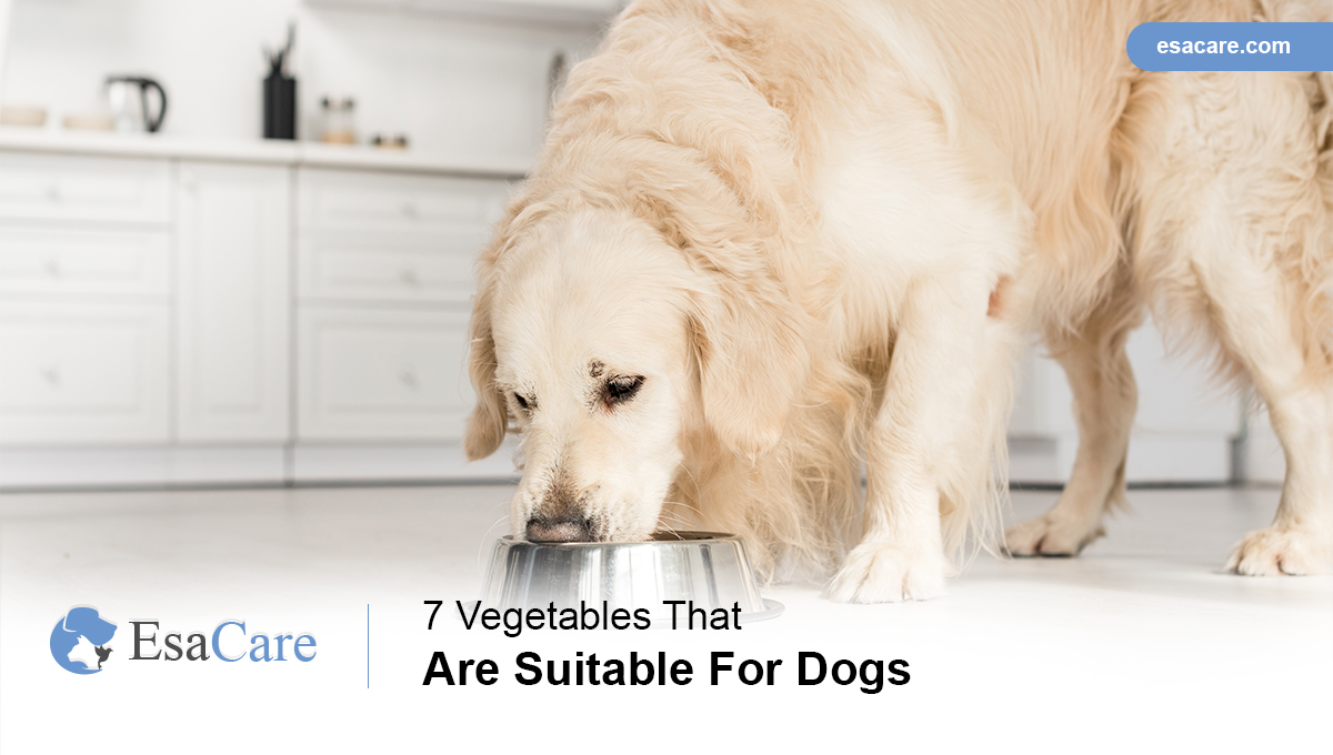 Vegetables for Dogs