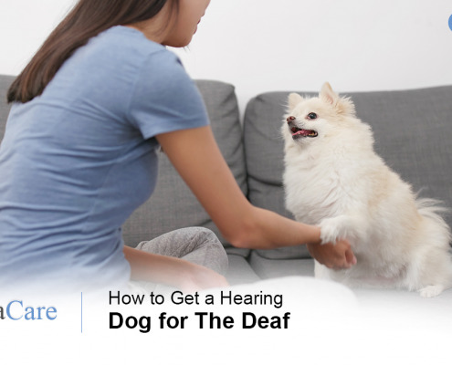 Hearing Dog