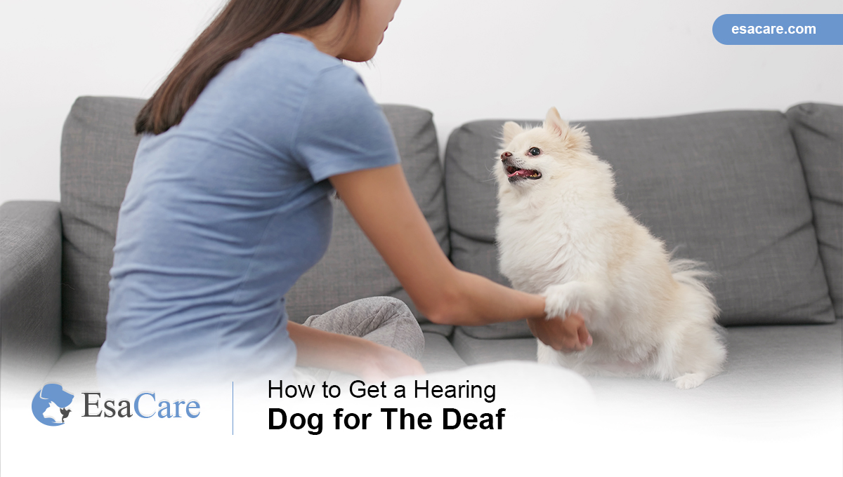 Hearing Dog