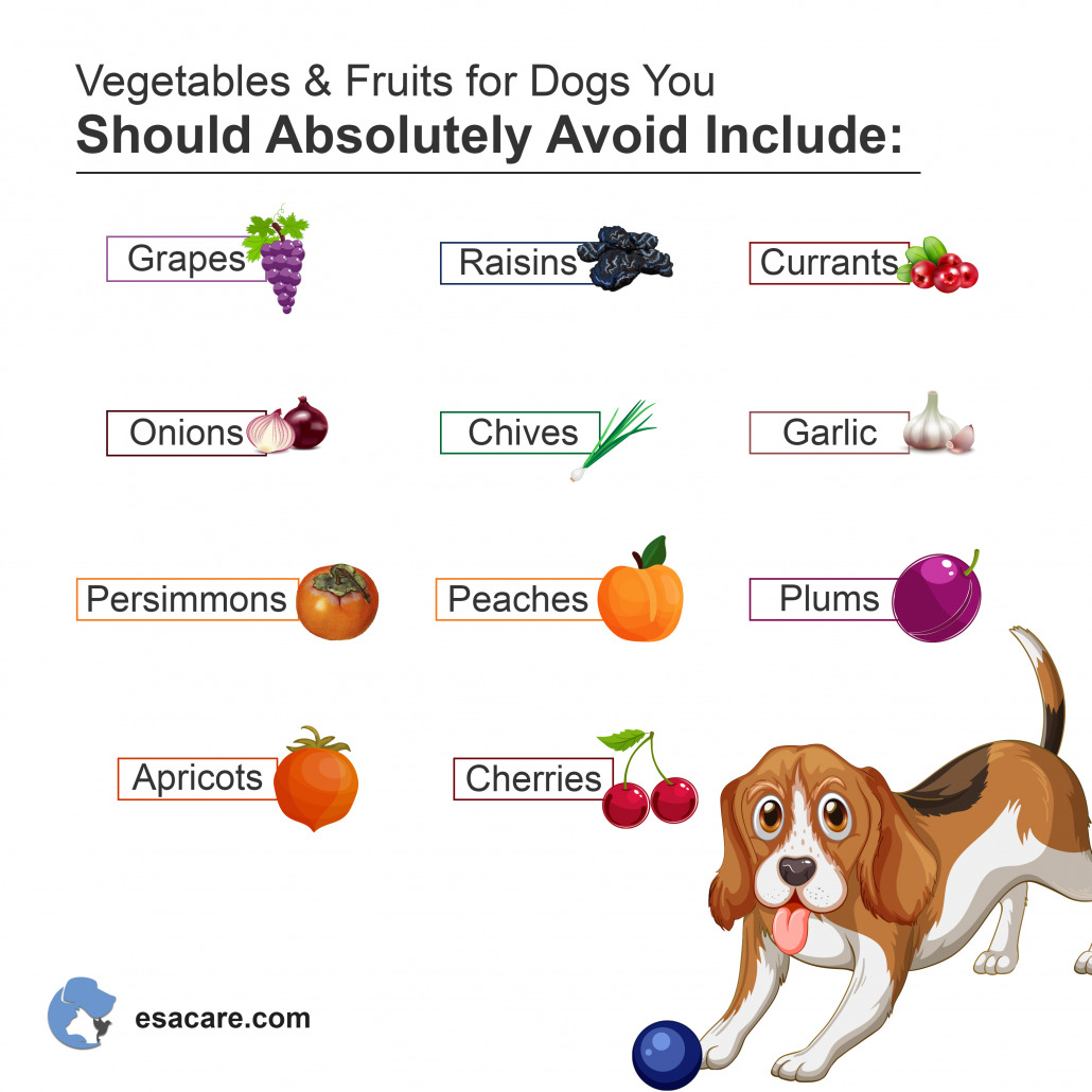 7 Vegetables That Are Suitable For Dogs ESA Care